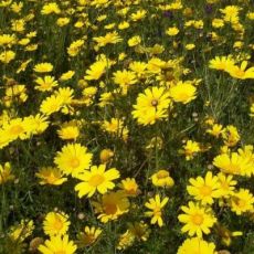 UN’ALTRA NOSTRA ECCELLENZA: LA FLORA ITALIANA PRIMA IN EUROPA PER BIODIVERSITÀ 