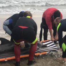 CORSO DI PRIMO SOCCORSO PER DELFINI SPIAGGIATI O A RISCHIO SPIAGGIAMENTO 