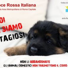 #NOINONSIAMOCONTAGIOSI: I CANI ED  I GATTI NON TRASMETTONO IL CORONAVIRUS 