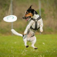 "MAREMMA CHE JACK", CENTINAIA DI JACK RUSSELL PER UN RADUNO A PROVA DI ZAMPA 