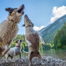ARRIVA IL CORSO “PATENTINO CANI” PER CONOSCERE I NOSTRI AMICI A QUATTRO ZAMPE 