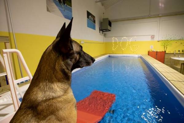 bologna dog therapy